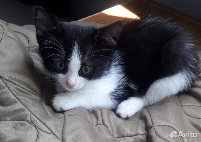 Котята девочки ищут дом