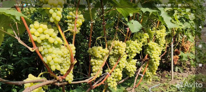 Черенки винограда и вегетирующие саженцы