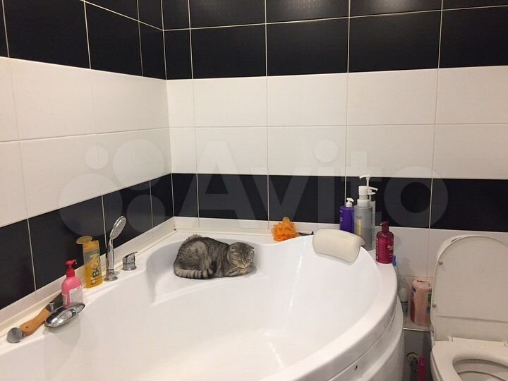 2-к. квартира, 53,7 м², 4/9 эт.