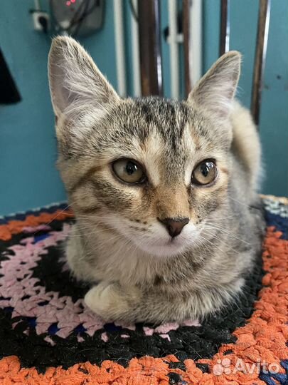 Котята в добрые руки даром. 2девочки,1 мальчик