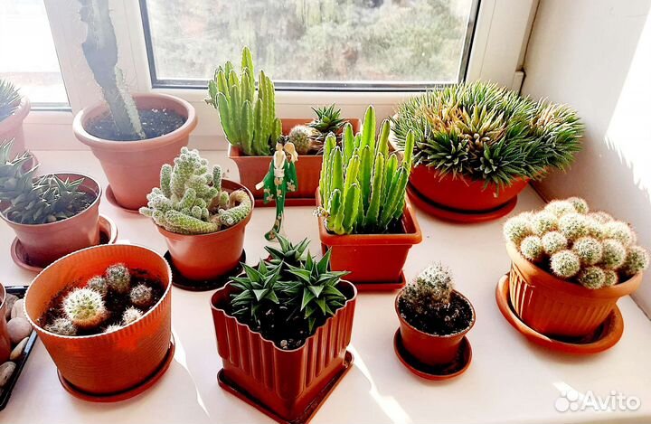 Кактусы, суккуленты