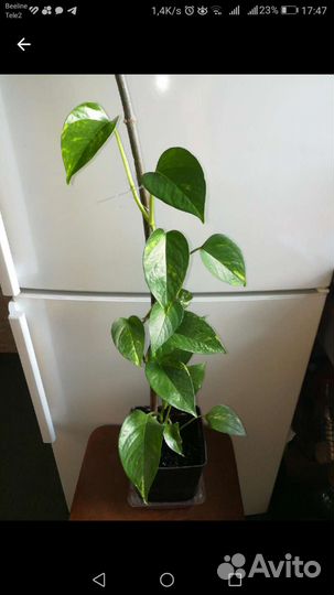 Комнатное растение эпипремнум золотистый (лиана)