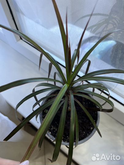 Пальма драцена