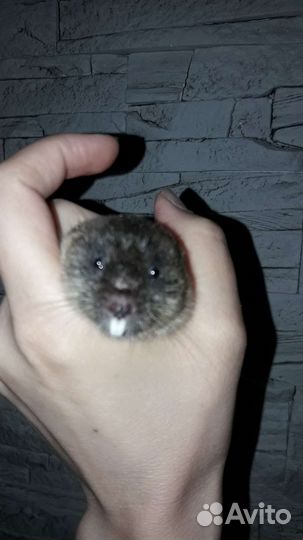 Слепушонка