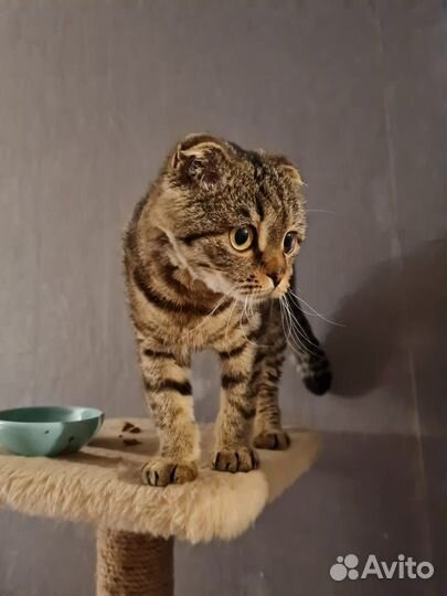 Вислоушка Чуча в добрые руки