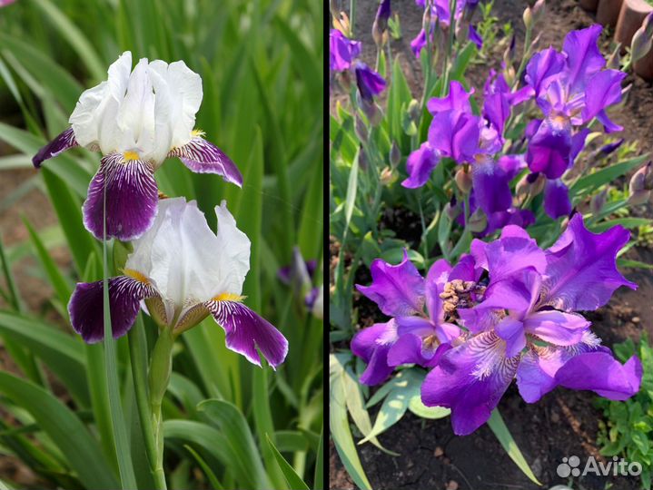 Пион, люпин, ирисы, кампанула, незабудки