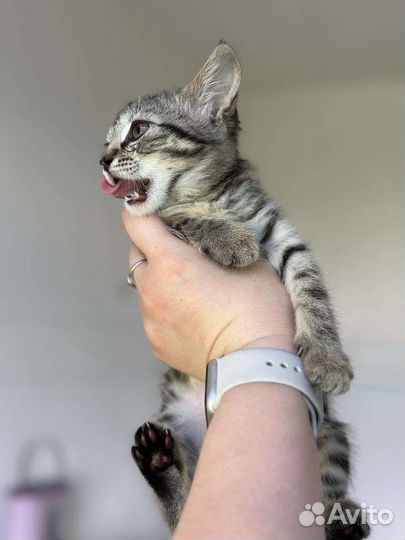 Отдам в добрые руки