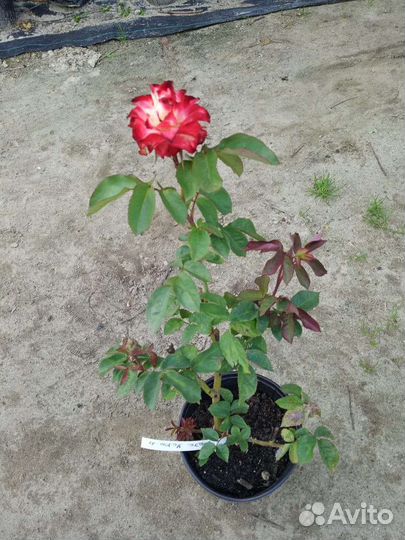 Роза Mata Hari чайногибридная саженцы