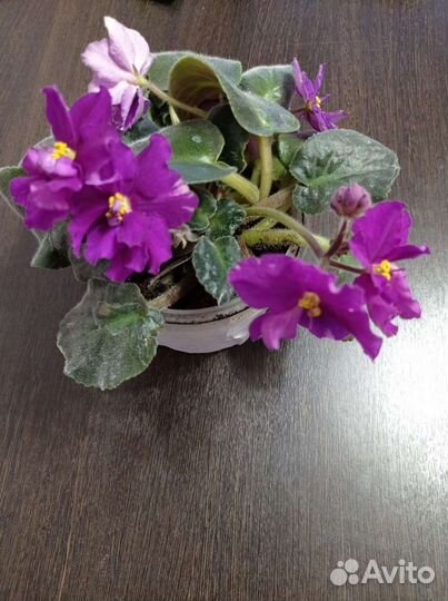 Цветущие фиалки