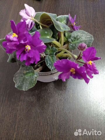 Цветущие фиалки