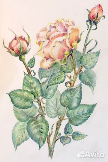 Картины графика