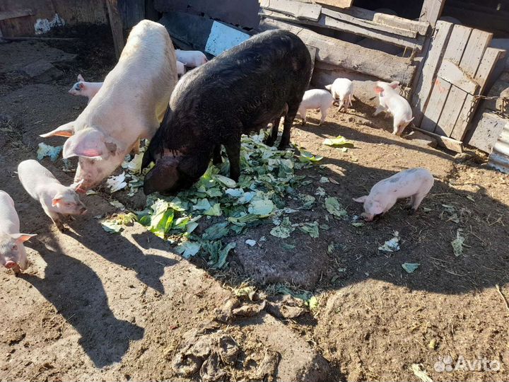 Поросята