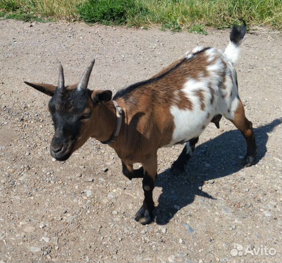 Камерунские козы