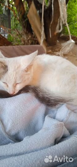 Кот в добрые руки