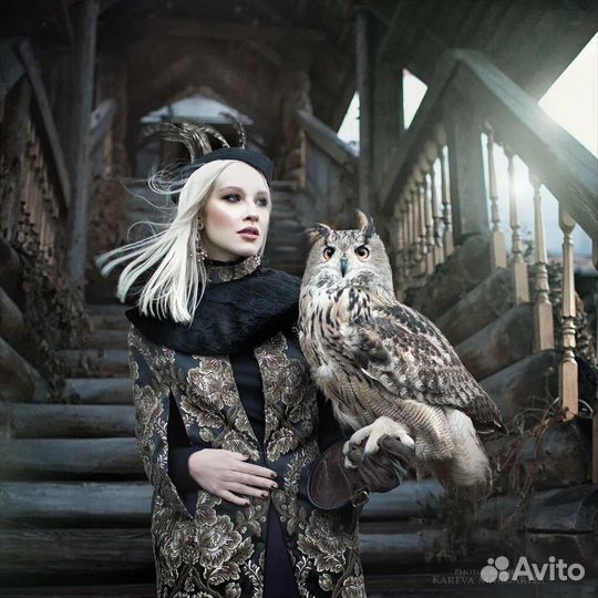 Птицы для фотосессий: сова, сокол