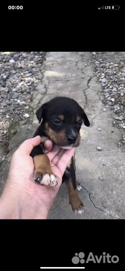 Питбуль в добрые руки