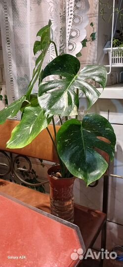 Монстера Тайское созвездие