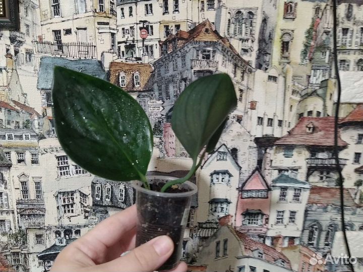 Сциндапсус Дарк форм (dark form)