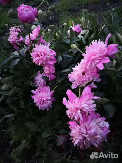 Пионы розовые (саженцы)