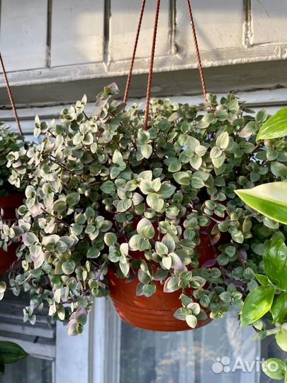 Коллизия Крибо