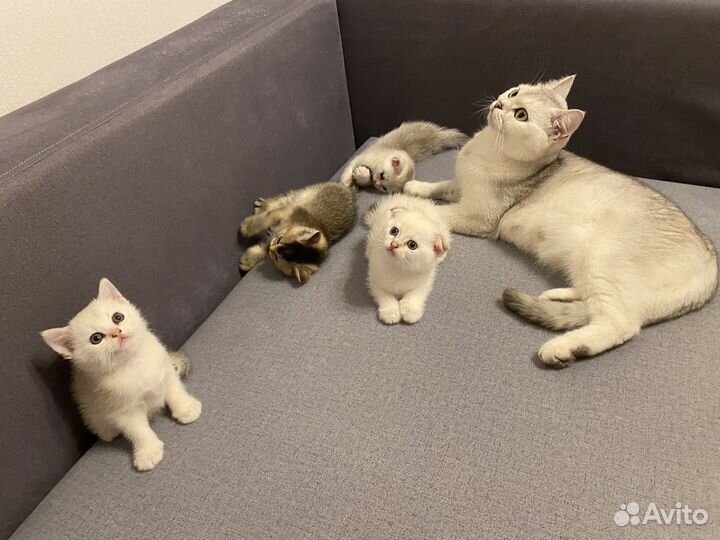 Шотландские котята