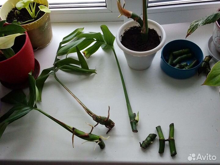 Рафидофора декурсива