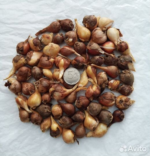 Луковицы диких тюльпанов и гиацинта