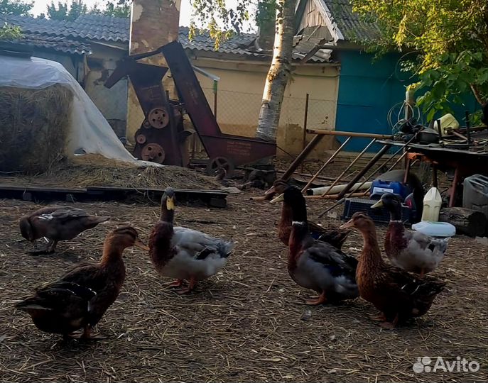 Руанские утки селезень продажа или обмен