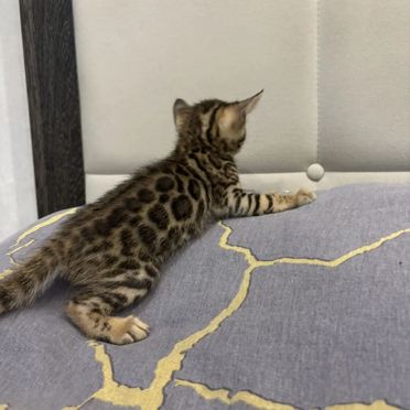 Бенгальский котёнок