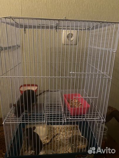 Крыса дамбо с клеткой