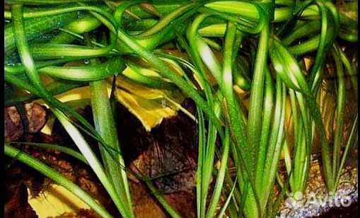 Криптокорина Балансе В gigantea,мангровые коряги