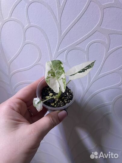 Алоказия Фрайдек вариегатная