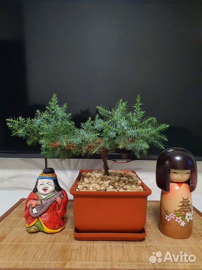 Бонсай из Китайского можжевельника