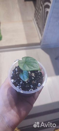 Алоказия серебряный дракон