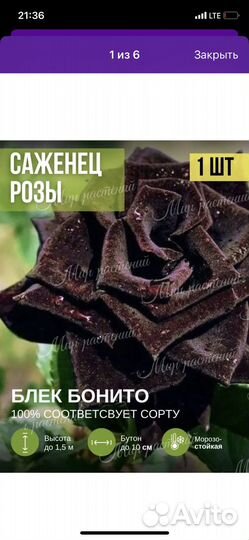 Роза саженец в горшке