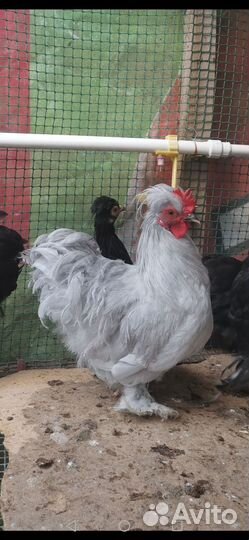 Карликовые Петушки