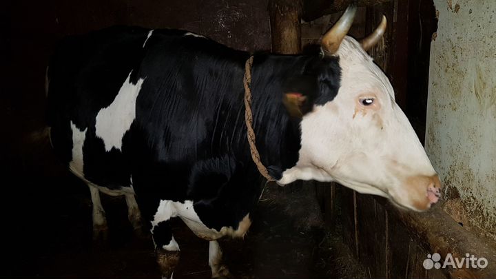 Продам корову