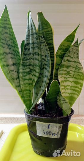 Сансевьерия (щучий хвост, тещин язык)