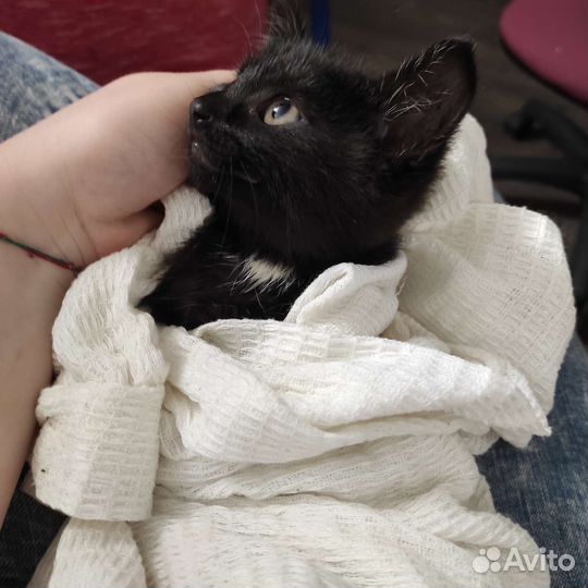 Коты в добрые руки