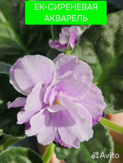 Детки сортовых фиалок 5+1