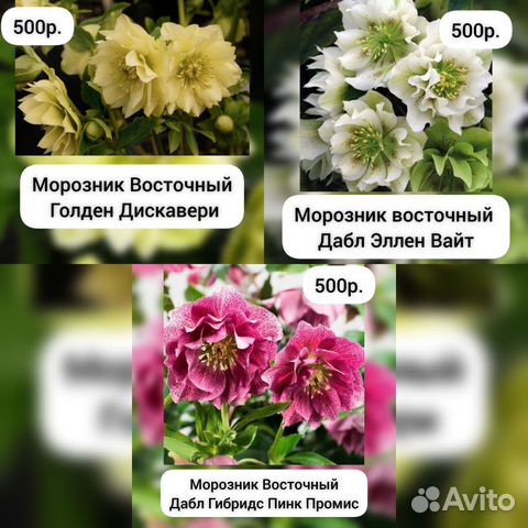 Морозник саженцы купить в Оренбурге | Товары для дома и дачи | Авито