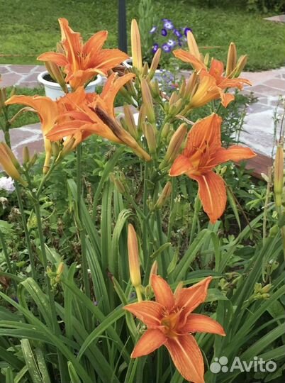 Хоста,пионы,лилейник