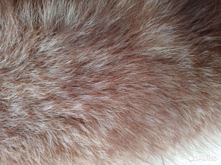 Меховой воротник песец