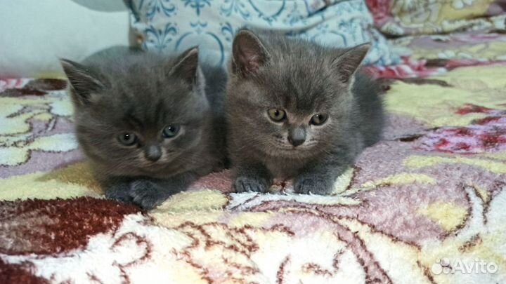 Шотландские котята мальчик и девочка