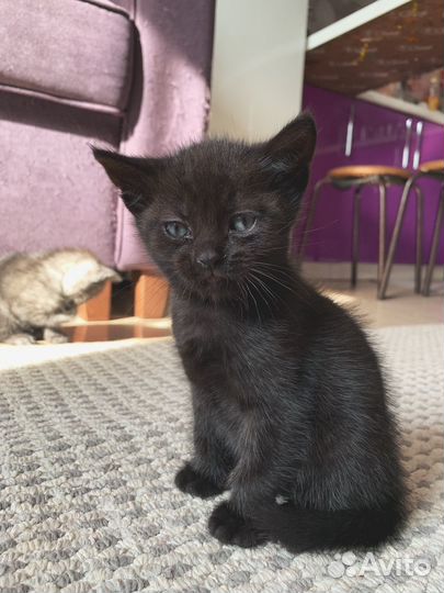 Котятки в добрые руки