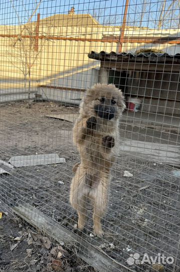 Собака охранник в добрые руки