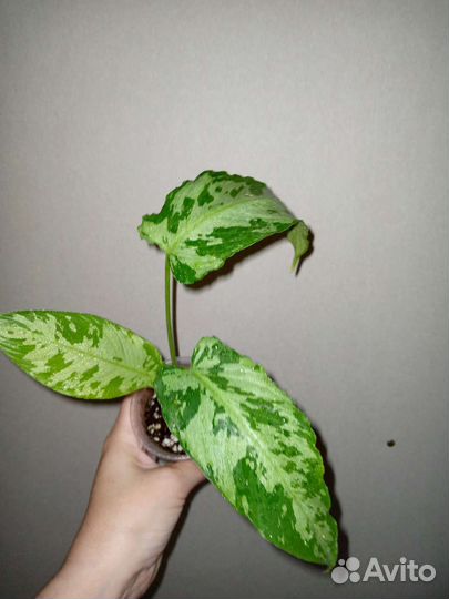 Шизматоглотис