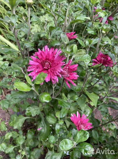 Ирисы,лилейники,ромашки и другие многолетники