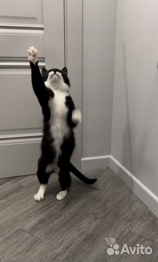 Кот Дали в добрые руки