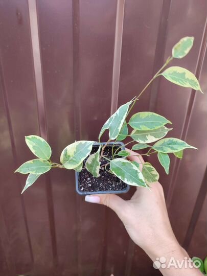 Комнатные цветы 6